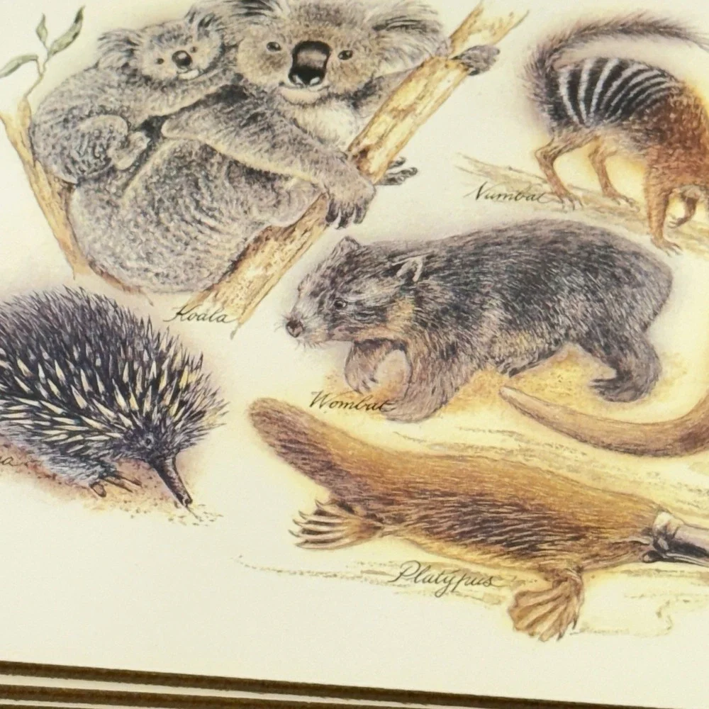 Vintage New Australian Collection (6) Corked Back Placemats Australian‎ Animals